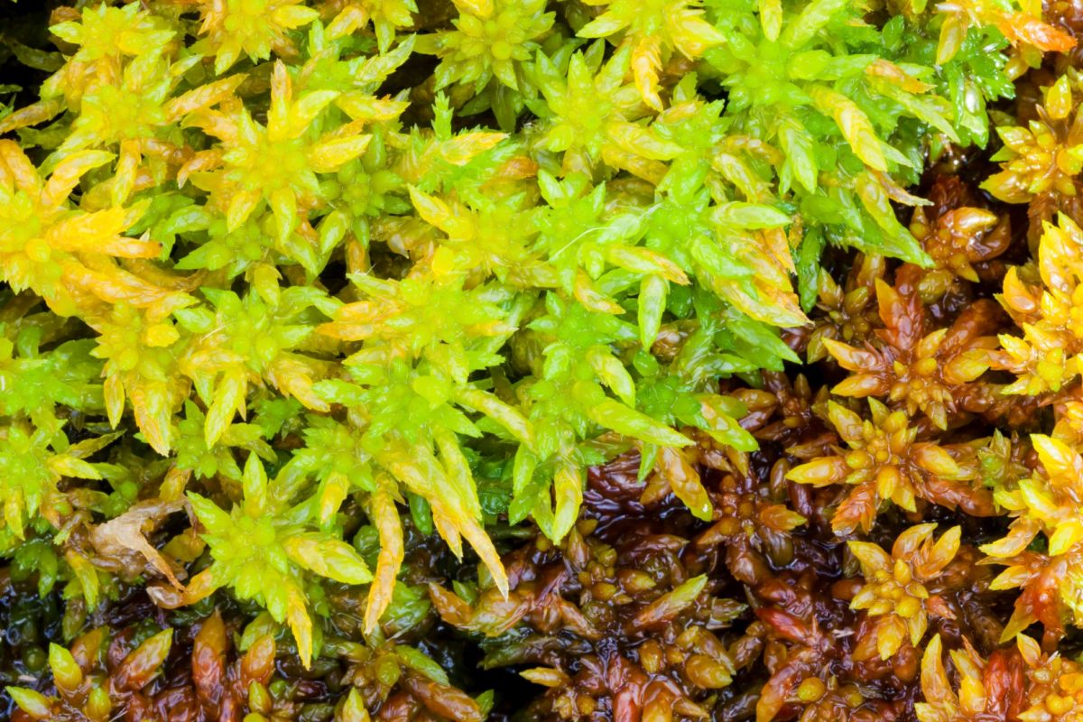 https://www.iucn-uk-peatlandprogramme.org/news/innovative-reintroduction-sphagnum-mosses-vital-restoration-upland-peatbogs